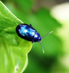 Chrysolina coerulans