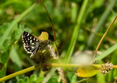 Spialia galba
