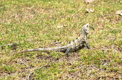 Ctenosaura similis