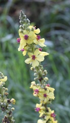 Verbascum nigrum