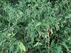 Persicaria pubescens