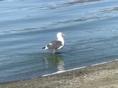 Larus occidentalis