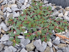 Euphorbia humifusa