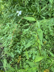 Persicaria pubescens
