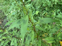 Persicaria pubescens