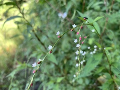 Persicaria pubescens