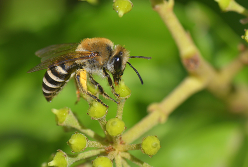 Ivy Cellophane Bee