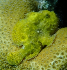 Antennarius multiocellatus