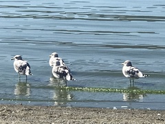 Larus californicus