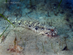 Spottail Goby photo 3