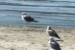 Larus californicus