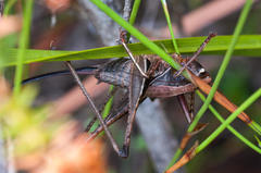 Arytropteris