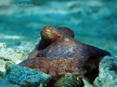 Octopus americanus