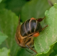 Apis mellifera