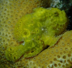Antennarius multiocellatus