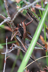 Arytropteris