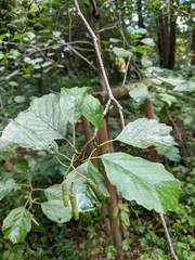 Alnus glutinosa