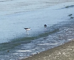 Himantopus mexicanus