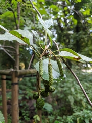 Alnus glutinosa