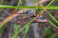 Arytropteris