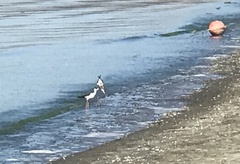 Himantopus mexicanus