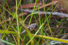 Arytropteris