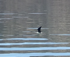 Himantopus mexicanus