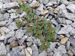 Euphorbia humifusa