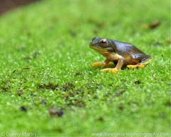 Raorchestes jayarami