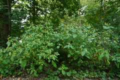 Impatiens edgeworthii