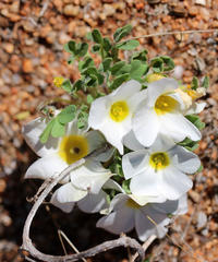 Oxalis annae
