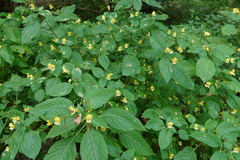 Impatiens edgeworthii