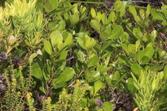 Searsia lucida lucida