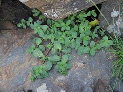 Veronica telephiifolia glareosa