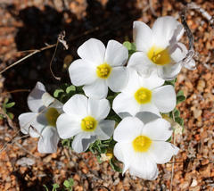 Oxalis annae