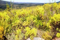 Searsia lucida lucida