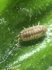 Porcellio scaber