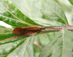 Limnephilus auricula