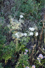 Kitagawia terebinthacea