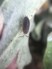 Porcellio scaber