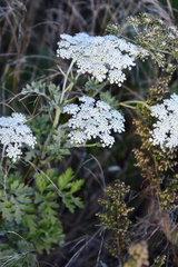 Kitagawia terebinthacea