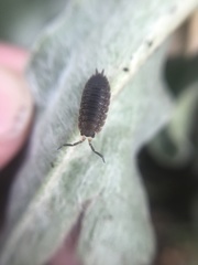 Porcellio scaber