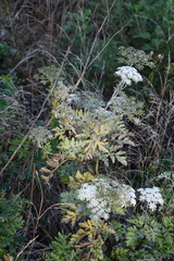 Kitagawia terebinthacea