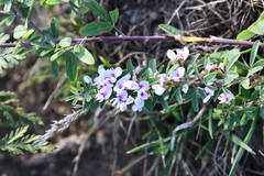 Lespedeza juncea