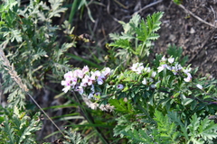 Lespedeza juncea
