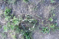 Lespedeza juncea