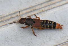 Platydracus immaculatus