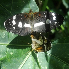 Castilia