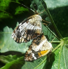 Castilia