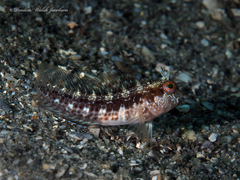 Parablennius marmoreus